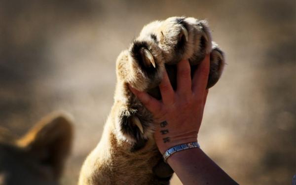 動物たちの「ハイタッチ」が可愛すぎる写真