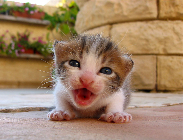 本当に可愛い猫の写真