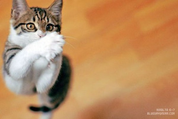 空中を飛行する猫たちの可愛い写真
