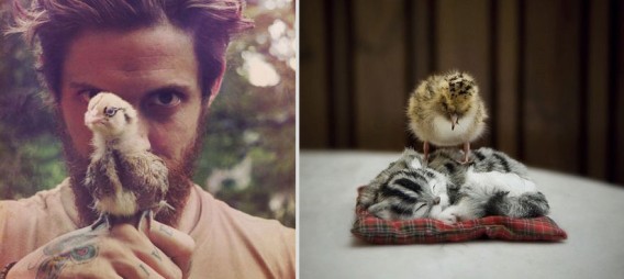 どっちが好き？同じようなポーズのイケメンと猫の比較画像