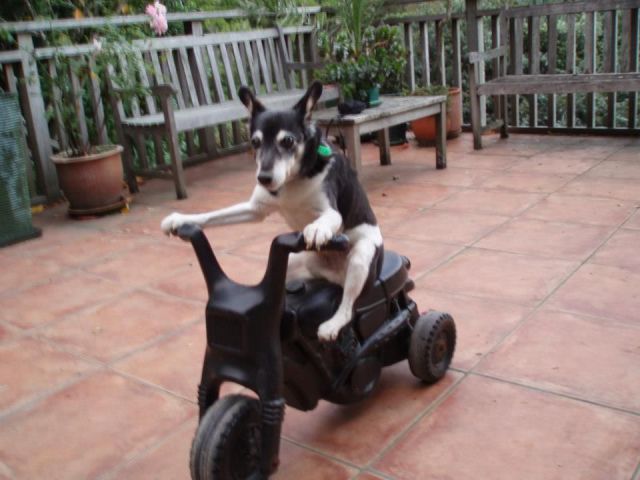 可愛すぎて一緒に笑っちゃう動物たちの写真