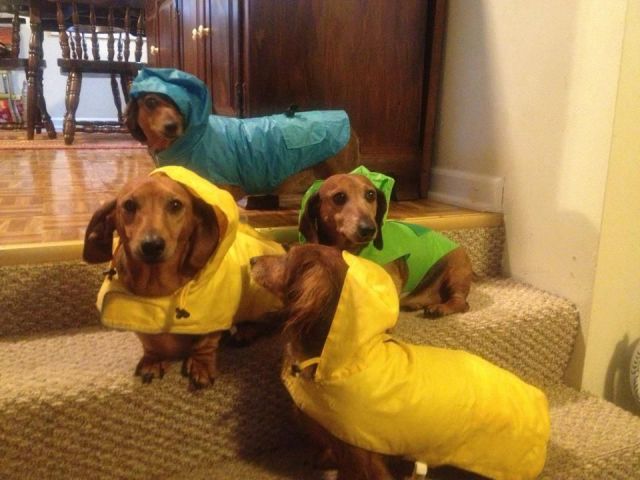 癒しの動物たちの写真