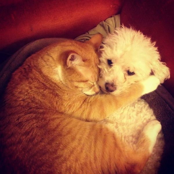 ちょっと可愛すぎる動物たちの写真