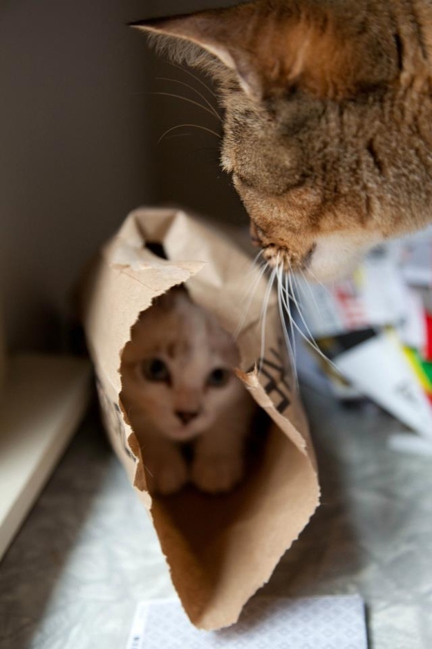かくれんぼする動物が可愛すぎる写真