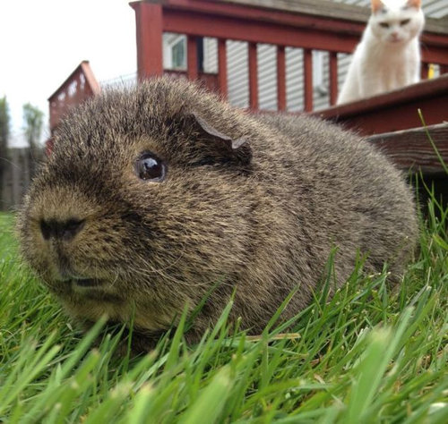 何かにおびえるキュートな動物たちの写真