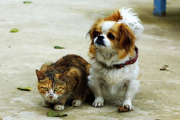 犬と猫が仲良しの可愛い写真