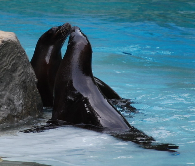 可愛い動物たちが仲良くキスしている写真