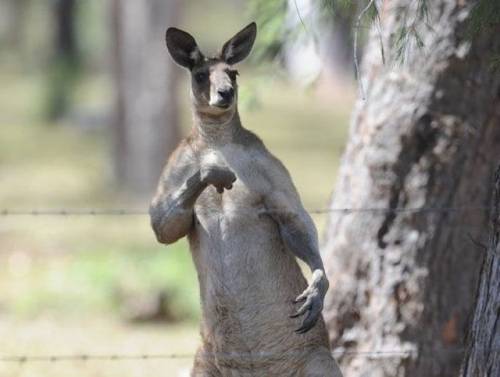 マジで馬鹿にできないカンガルーのパワー写真