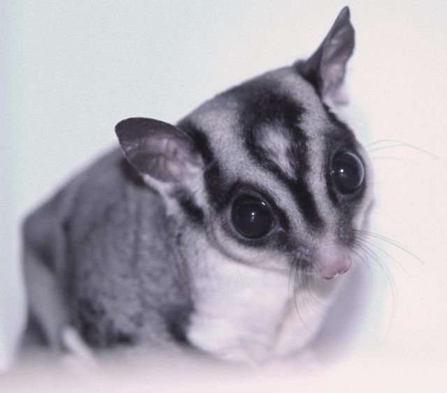 なんで動物ってこんなに可愛いんだろと思える写真