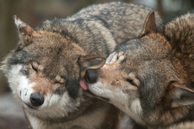 可愛い動物たちが仲良くキスしている写真