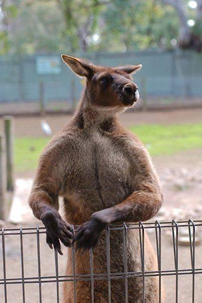 マジで馬鹿にできないカンガルーのパワー写真