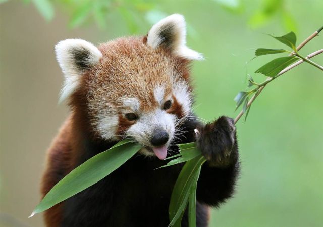 キュン死しちゃいそうな可愛い動物の写真