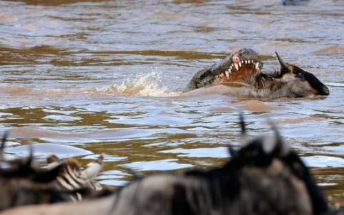 アフリカの大自然でヌーとシマウマが一緒に危険な川を渡る