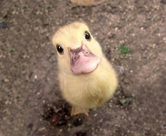 可愛すぎる動物の赤ちゃんの画像