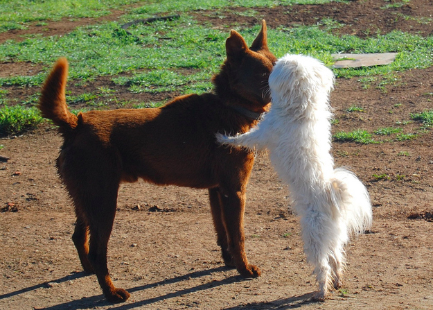 可愛い動物たちが仲良くキスしている写真