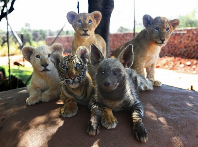 とりあえず癒される可愛い動物の写真