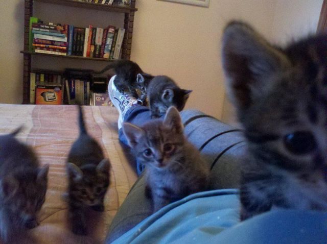 ちょっと可愛すぎる動物たちの写真