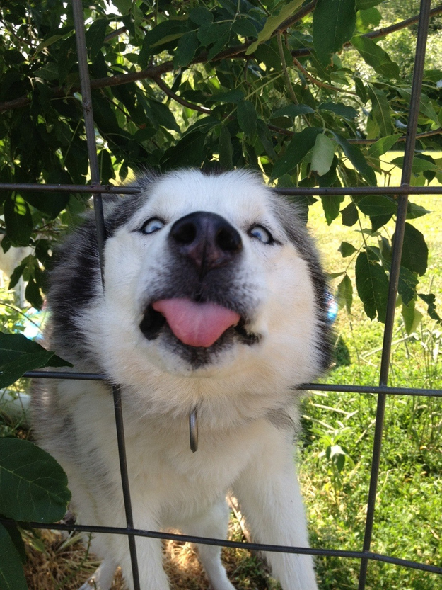 ものすごくだらしない犬の表情の写真