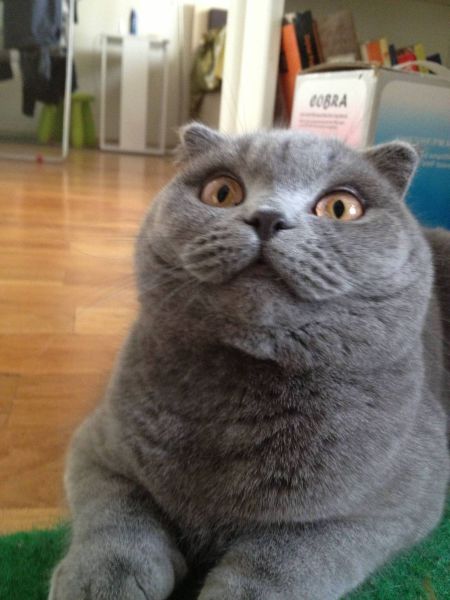 見ていると幸せになれる可愛い動物たちの写真