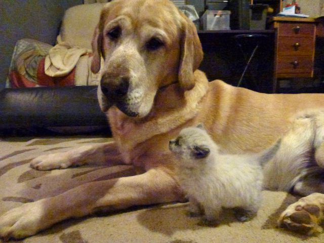 もう可愛すぎて何と言って良いのか分からない動物