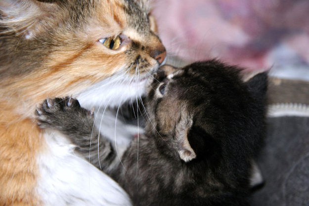 可愛い動物たちが仲良くキスしている写真