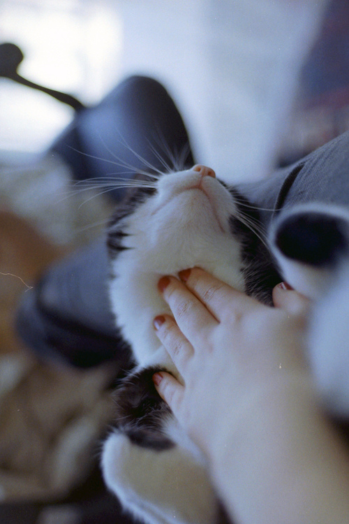 本当に可愛すぎる猫の画像