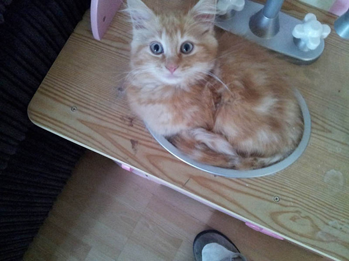 まるで液体のようなネコの写真