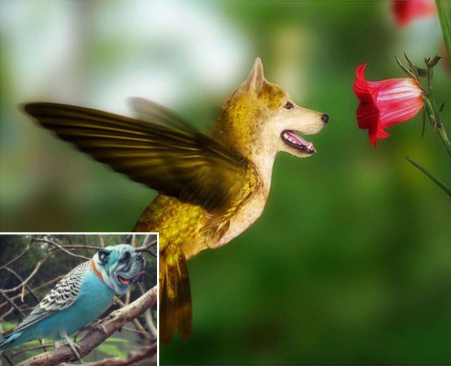 犬と鳥を混ぜるとコレジャナイ感が半端ないことが判明した写真