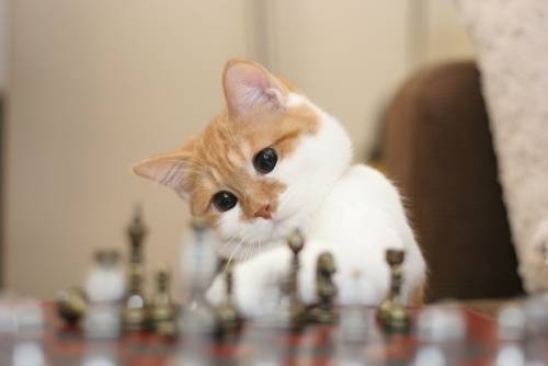 猫につられて首を傾けたら負け！