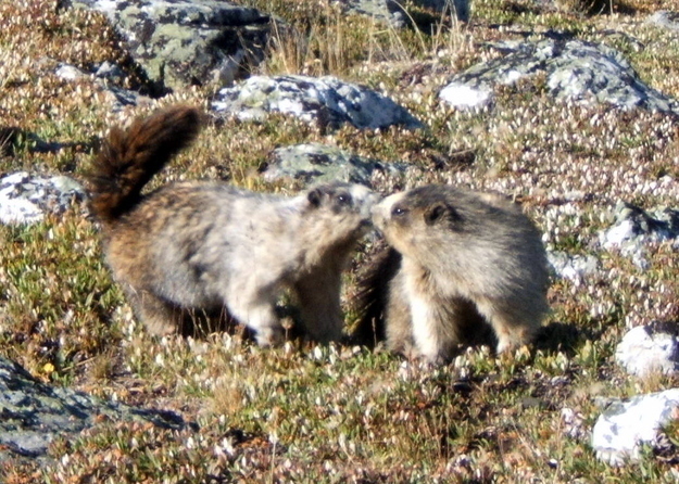 可愛い動物たちが仲良くキスしている写真