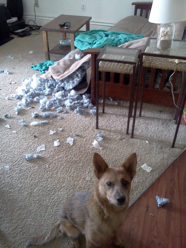 犬や猫たちの困ったいたずら写真