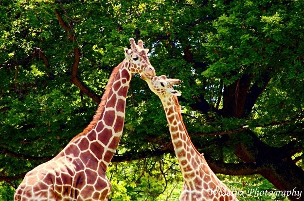 可愛い動物たちが仲良くキスしている写真