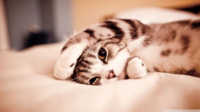 ふかふかした可愛すぎる動物画像