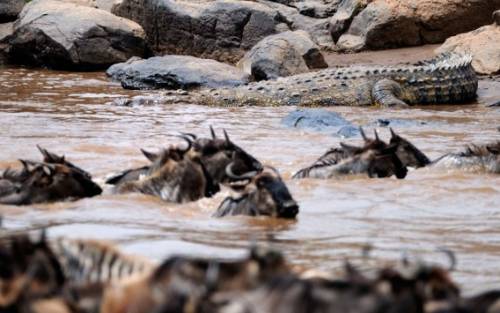 アフリカの大自然でヌーとシマウマが一緒に危険な川を渡る