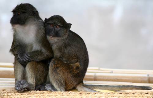 寄り添う動物たち