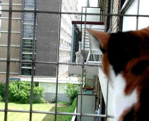 気になってしかたがない動物たちの写真