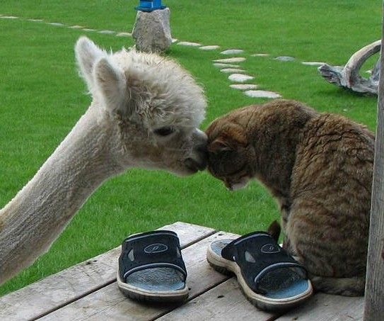 仲良しすぎるアルパカと猫が可愛すぎる写真