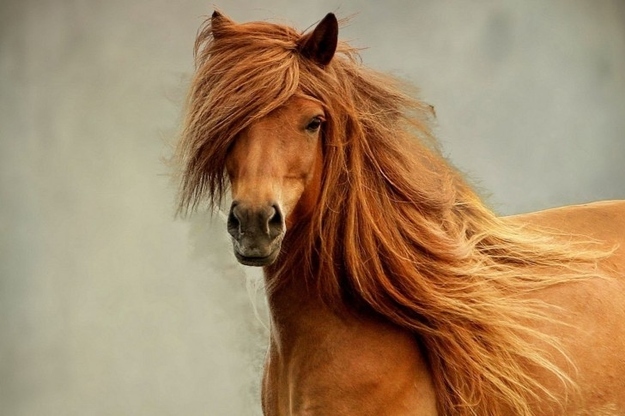 お前らよりもサラサラヘアの馬の写真