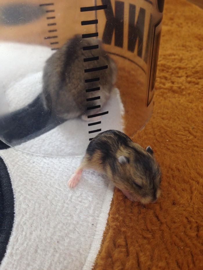 癒しハムスターの可愛い写真