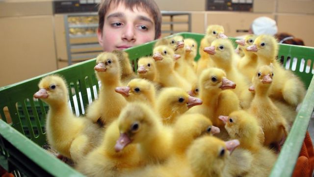 もう可愛すぎて何と言って良いのか分からない動物