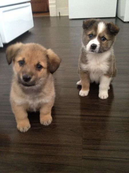 癒しの動物たちの写真