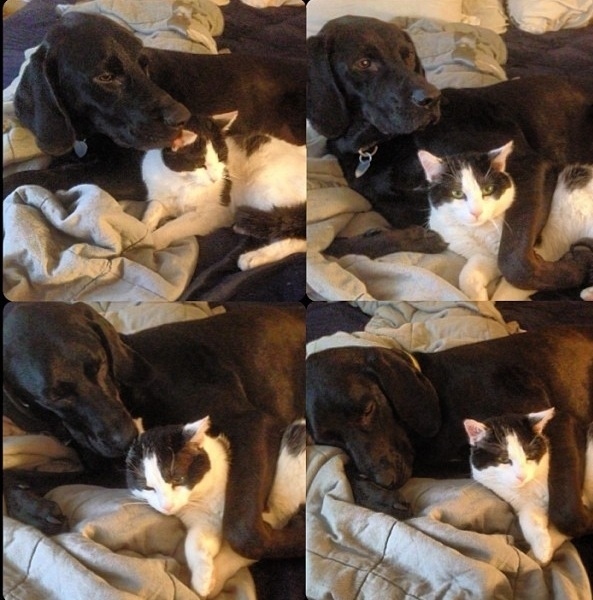 犬と猫が仲良しの可愛い写真