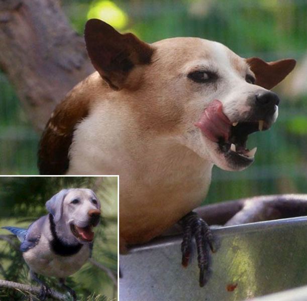 犬と鳥を混ぜるとコレジャナイ感が半端ないことが判明した写真