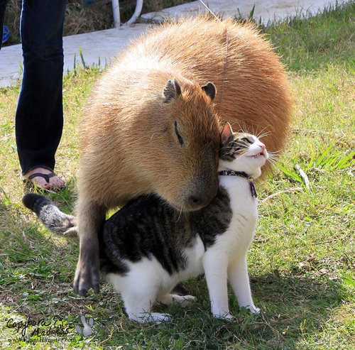 違う種類の動物が仲よくしている可愛い写真