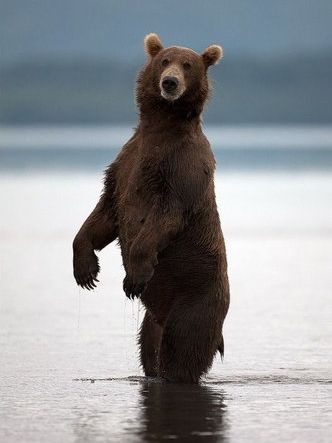 感情表現が豊かな自然の中の熊たち