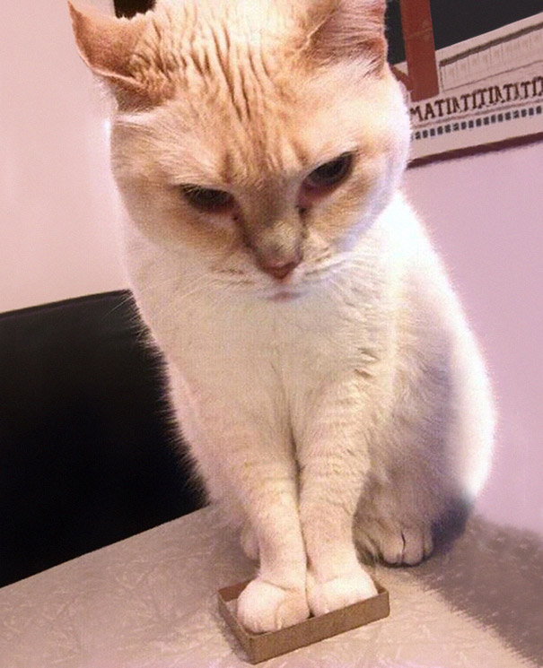 どんな隙間にもフィットしてしまう猫の写真
