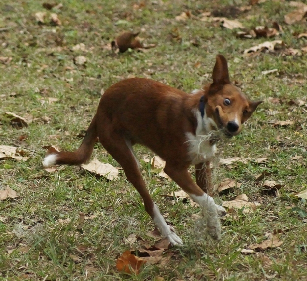 ものすごくだらしない犬の表情の写真