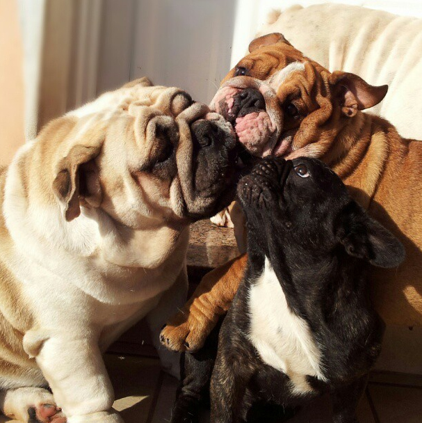 仲良しの犬たちが可愛らしい写真