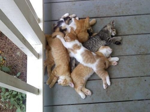 思わずキュンとなる癒しの動物たちの写真