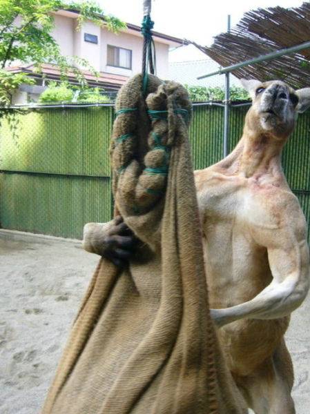 マジで馬鹿にできないカンガルーのパワー写真